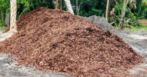 pine_bark