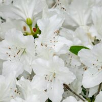 azalea white -YELLLOW