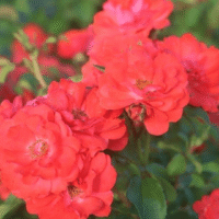 Rose Coral Drift 3 Gallons