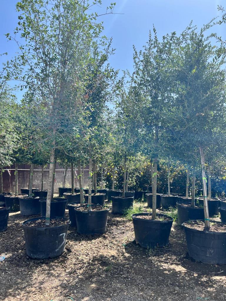 Second image of Live Oak 15 Gallons
