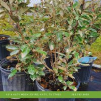 Elaeagnus 3 Gallon – a versatile and hardy shrub that will enhance your garden with its unique features. In this product description, we'll explore the key attributes that make the Elaeagnus a sta