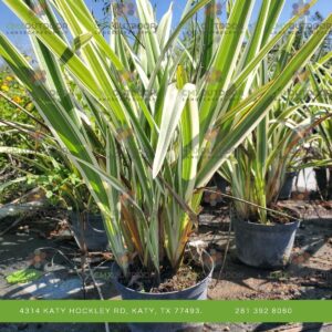 Flax dianella (1)