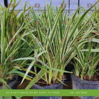 Variegated Flax Lily 3 Gallon