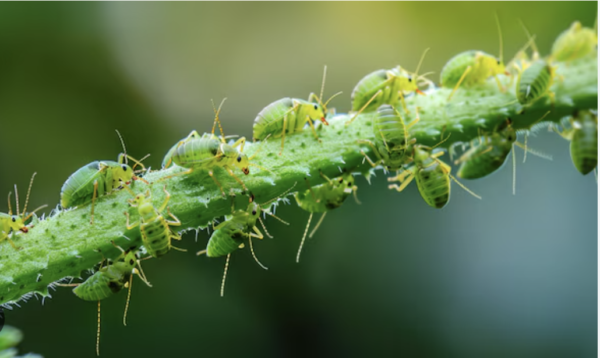 Aphid Control