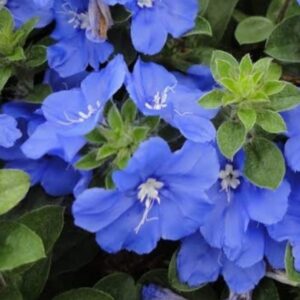 Blue Daze - 1 gal