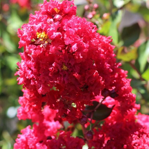 Crape Myrtle - 15 gal Dynamite
