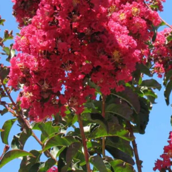 Crape Myrtle - 15 gal Tuscarora