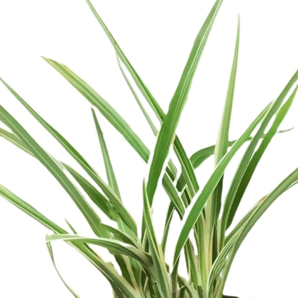 Dianella - 1 gal Variegated