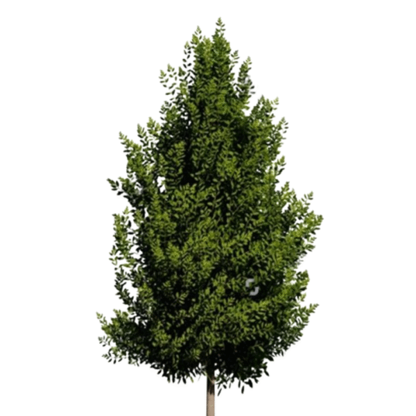 Eagleston Holly - 30 gal TF