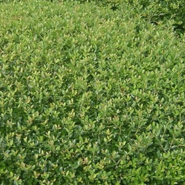 Holly - 15 gal Yaupon