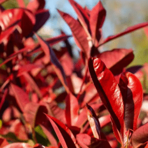 Red Tip Photinia - 15 gal