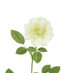 Roses - 3 gal Popcorn Drift